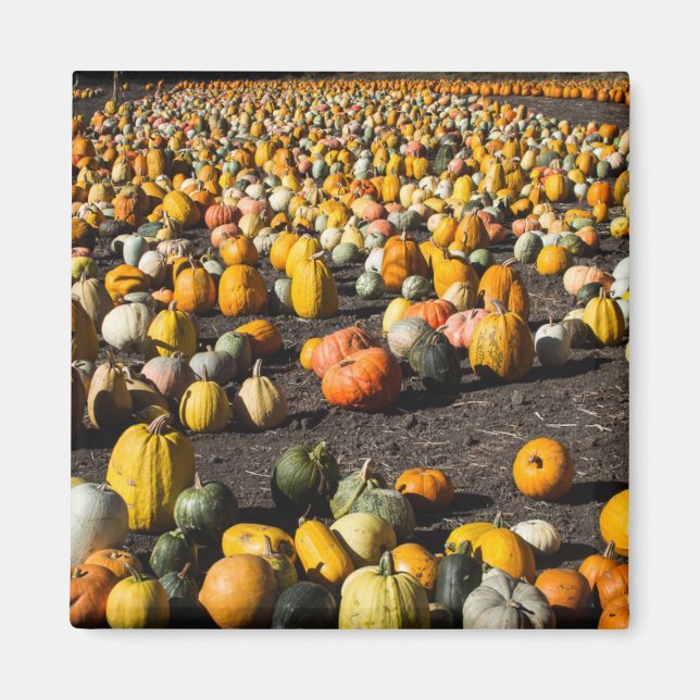 Pumkins Magnet (Front)