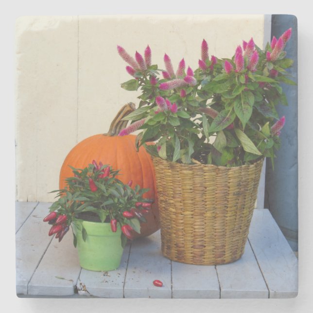 Pumpkin and Pepper Plant - Martha's Vineyard Stone Coaster (Front)