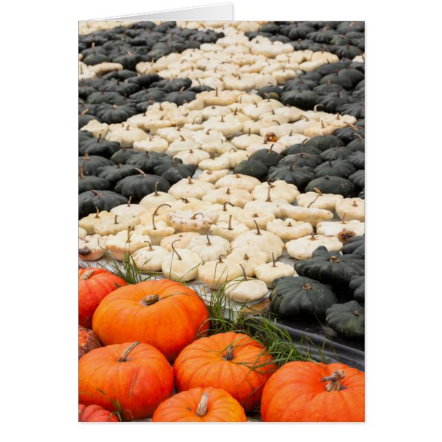 Pumpkin and squash pattern, Germany (Front)