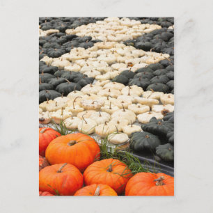 Pumpkin and squash pattern, Germany Postcard