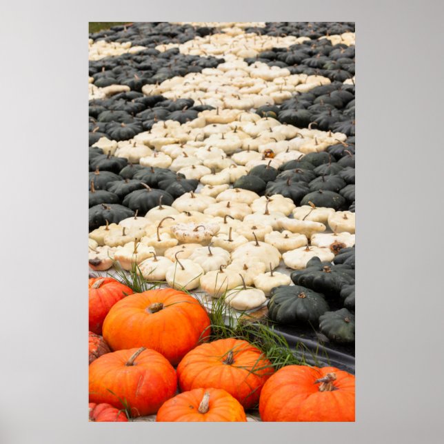 Pumpkin and squash pattern, Germany Poster (Front)