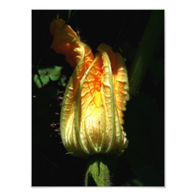 Pumpkin Blossom Photo , Botanical Print (Front)