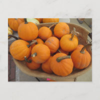 Pumpkin Bundle