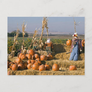 Pumpkin display with hay bales and scarecrows postcard
