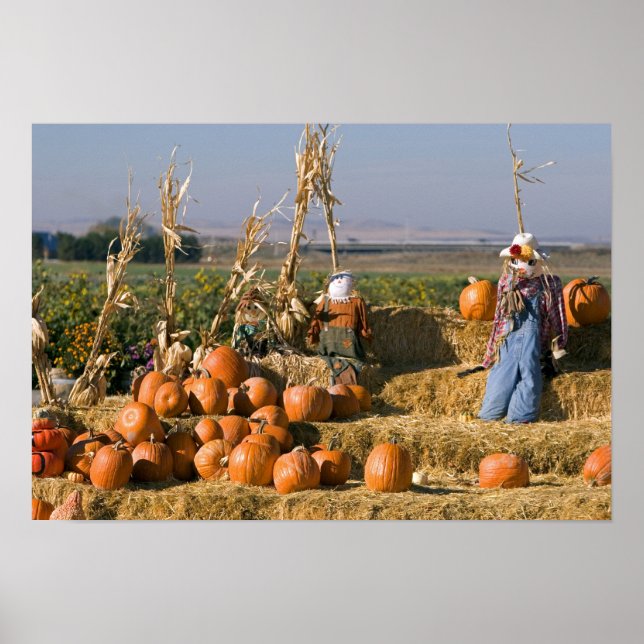 Pumpkin display with hay bales and scarecrows poster (Front)