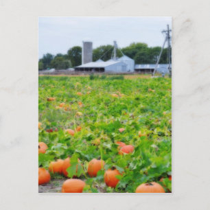 Pumpkin Farm Postcard
