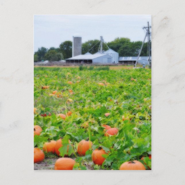 Pumpkin Farm Postcard (Front)