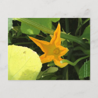 Pumpkin Flower in Bloom Postcard