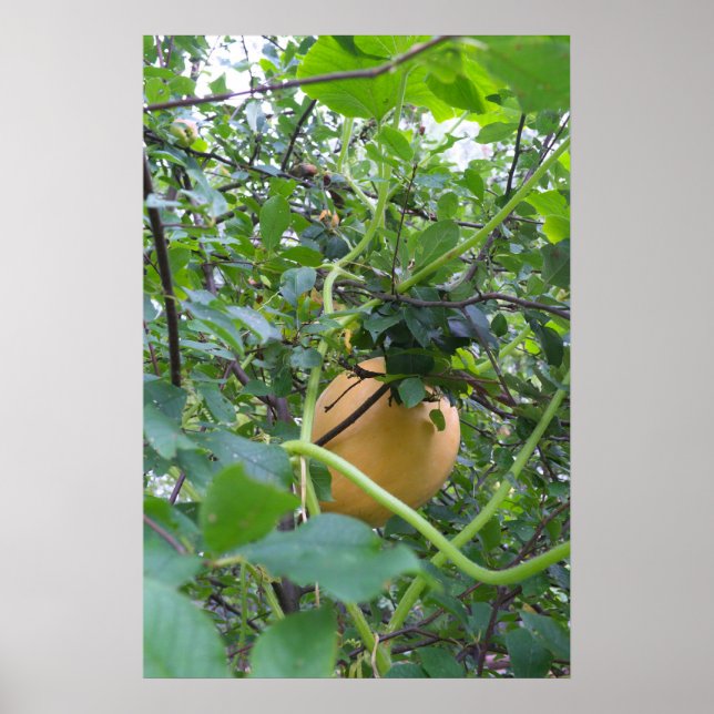 Pumpkin grows on a apple tree poster (Front)