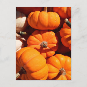 Pumpkin halloween jack o lantern orange pumpkins postcard