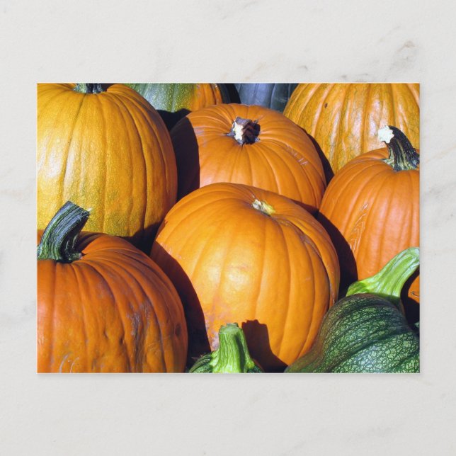 Pumpkin Harvest Postcard (Front)