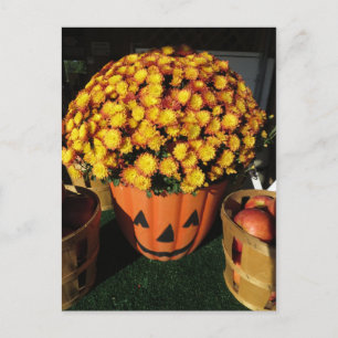 Pumpkin Mum Postcard