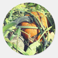 Pumpkin On Vine Nature 