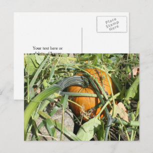 Pumpkin On Vine Nature Photography Personalised Postcard