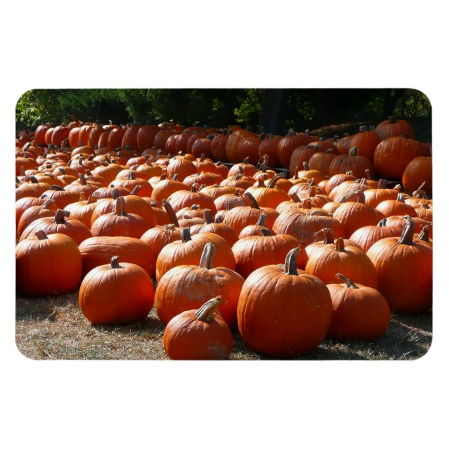 Pumpkin Patch Autumn Harvest Photography Magnet (Horizontal)