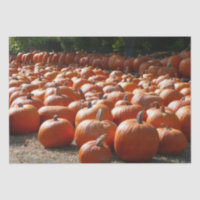 Pumpkin Patch Autumn Harvest Photography