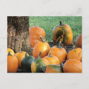 Pumpkin Patch By A Tree Postcard