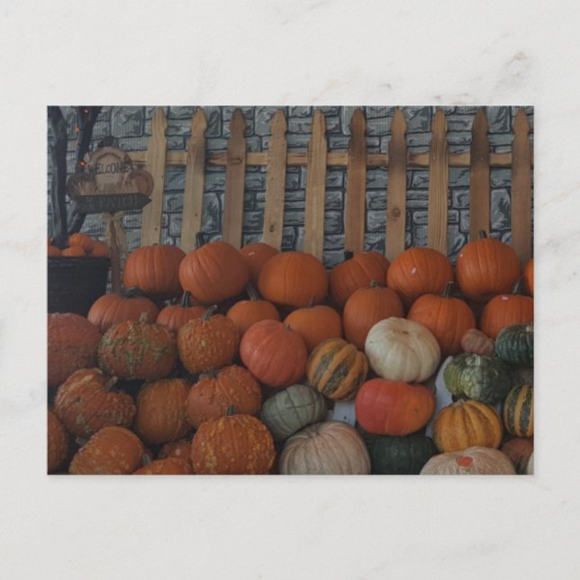 Pumpkin Patch Photo Pumpkins Thanksgiving Holiday Postcard (Front)