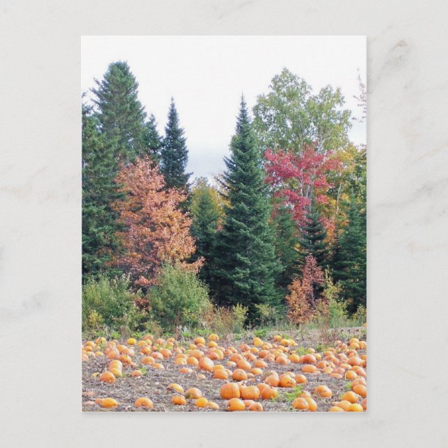 Pumpkin Patch Postcard (Front)
