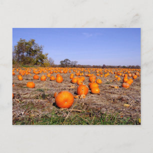 Pumpkin Patch-postcard Postcard