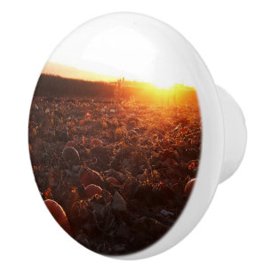 Pumpkin Patch Sunset B Ceramic Knob