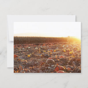 Pumpkin Patch Sunset C Postcard