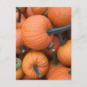 Pumpkin Pile! Postcard