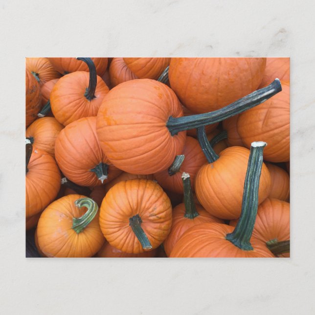 Pumpkin Pile! Postcard (Front)
