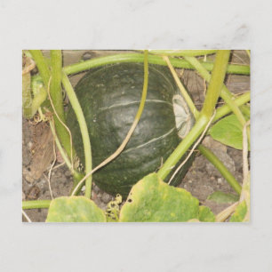 Pumpkin Postcard