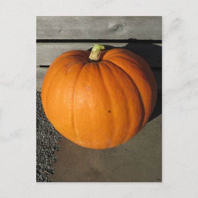 Pumpkin Postcard (Front)