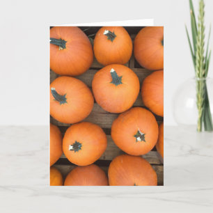Pumpkin Rows Holiday Card