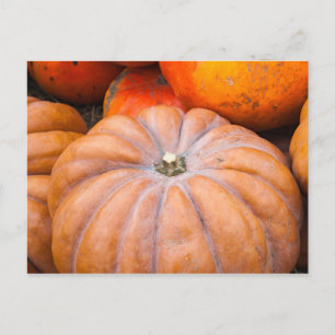 Pumpkin Season Postcard