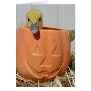 Pumpkin Spice