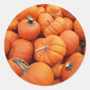 Pumpkin Sticker