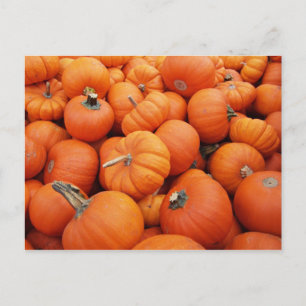 Pumpkin Time Postcard