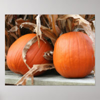 Pumpkins And Dried Corn Stalks Autumn