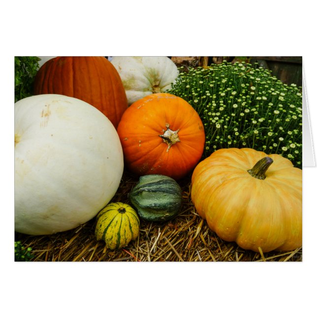 Pumpkins And Gourds (Front Horizontal)