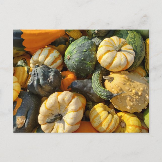Pumpkins and Gourds Autumnal Postcard (Front)
