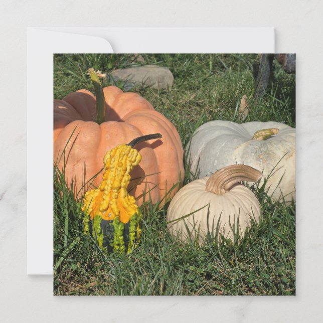 Pumpkins and Gourds Holiday Card (Front)