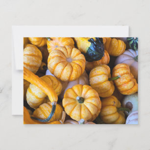 Pumpkins and gourds postcard