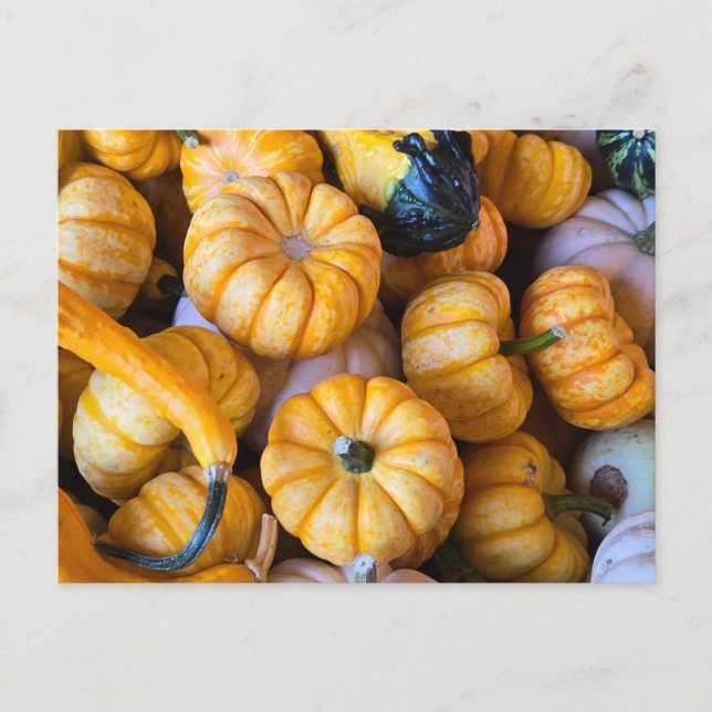 Pumpkins and gourds postcard (Front)