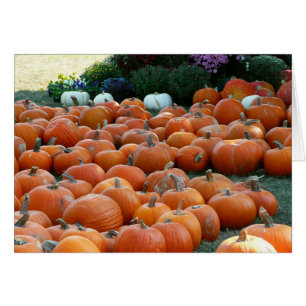 Pumpkins and Mums Autumn Harvest Photography