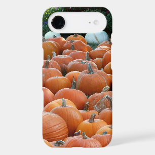 Pumpkins and Mums Autumn Harvest Photography