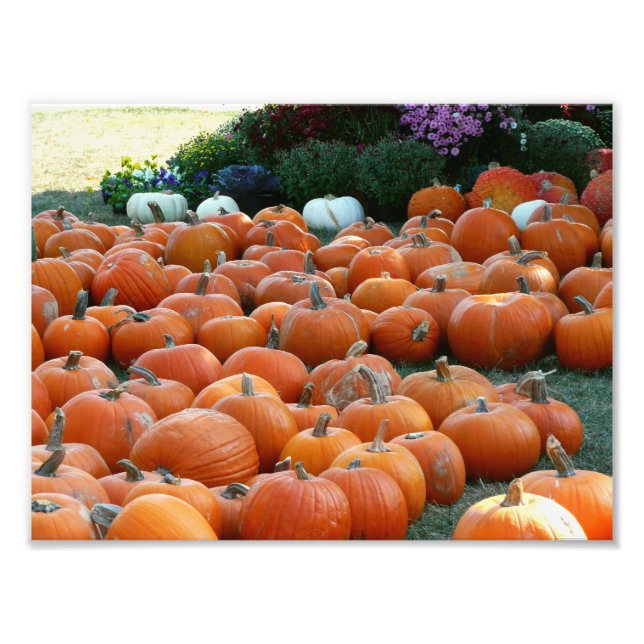 Pumpkins and Mums Autumn Harvest Photography Photo Print (Front)