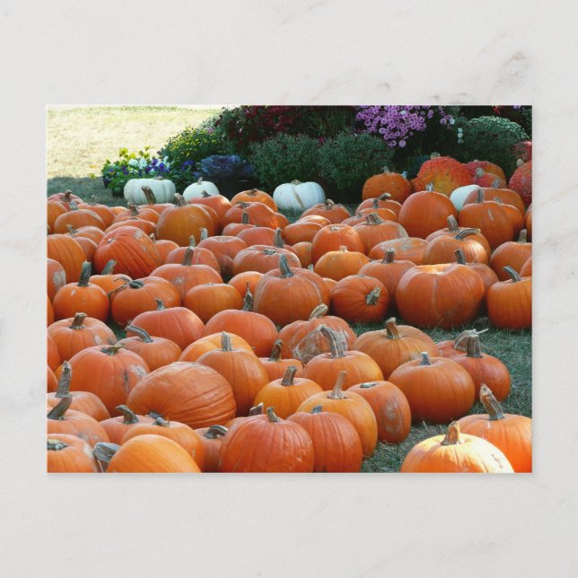 Pumpkins and Mums Autumn Harvest Photography Postcard (Front)