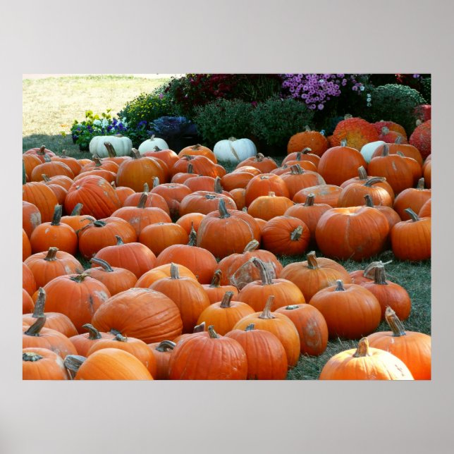 Pumpkins and Mums Autumn Harvest Photography Poster (Front)