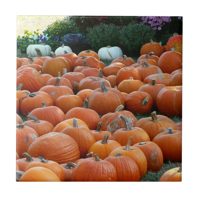 Pumpkins and Mums Autumn Harvest Photography Tile (Front)