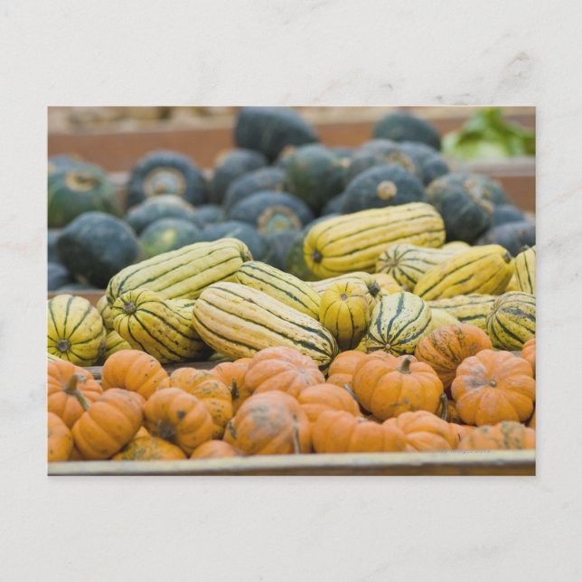 Pumpkins and squash on display at farmer's postcard (Front)