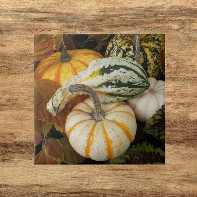 Pumpkins and Squash Still Life Photo Tile (In Situ)