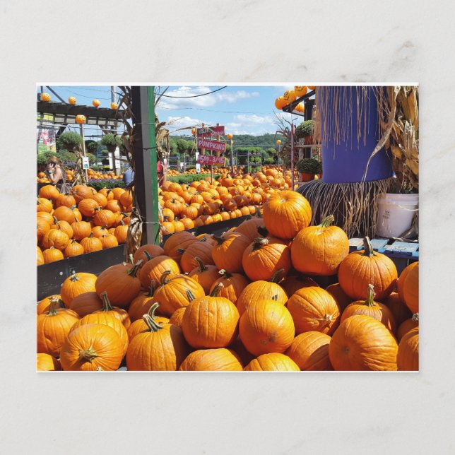 pumpkins at market postcard (Front)